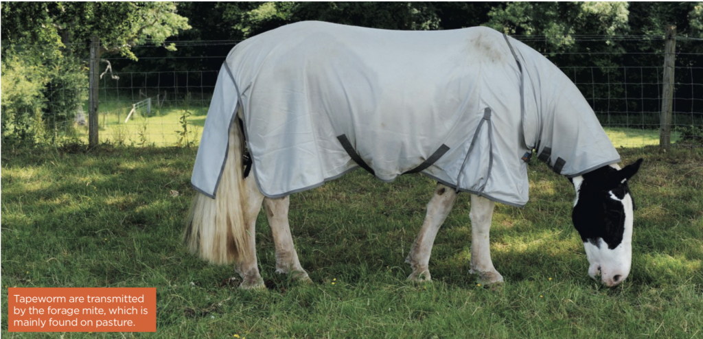 grazing horse in rug