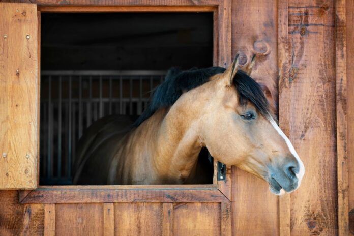 New horses should be quarantined on arrival and treated with moxidectin for efficacy against all stages of small and large redworm and praziquantel to treat for tapeworm.